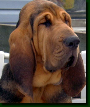 bloodhound.jpg